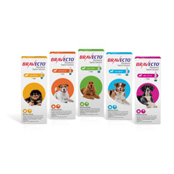 Bravecto Topical Solution for Dogs